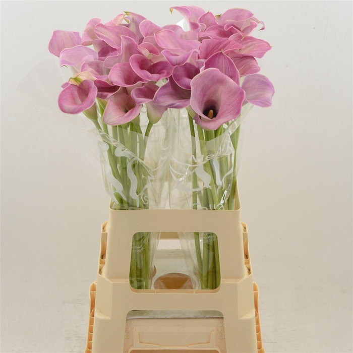 <h4>CALLA 'CAPTAIN ROMANCE'</h4>