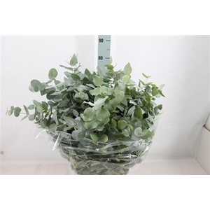 Euca Stuartiana Natuur Lang 300gr
