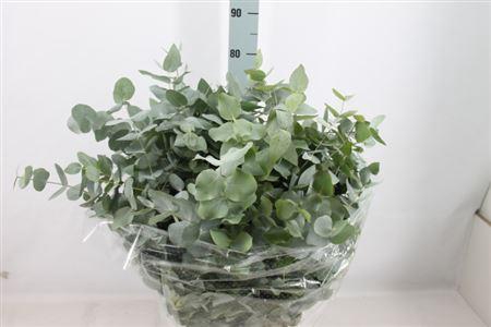 <h4>Euca Stuartiana Natuur Lang 300gr</h4>