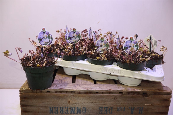 <h4>Anem Blanda</h4>