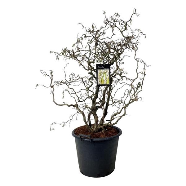 <h4>Corylus a. 'Contorta'</h4>