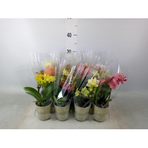 Phalaenopsis   ...mix