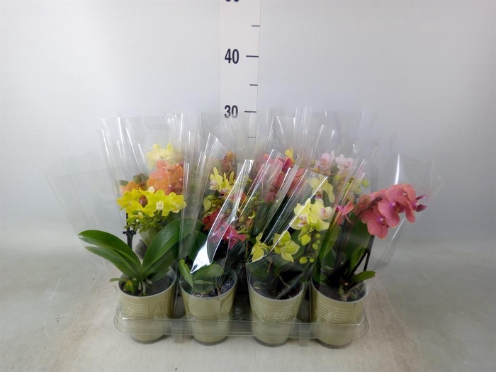 <h4>Phalaenopsis   ...mix</h4>