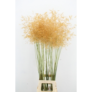 STIPA GIGANTEA
