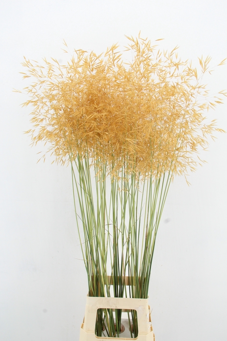 <h4>STIPA GIGANTEA</h4>