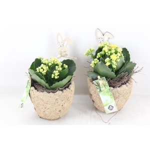 arr2 JS - Cement ei natural