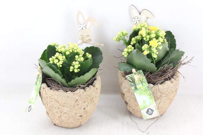 <h4>arr2 JS - Cement ei natural</h4>