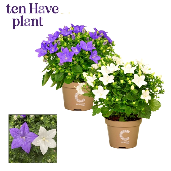 Campanula Blauw Wit Mix