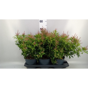 Pieris japonica
