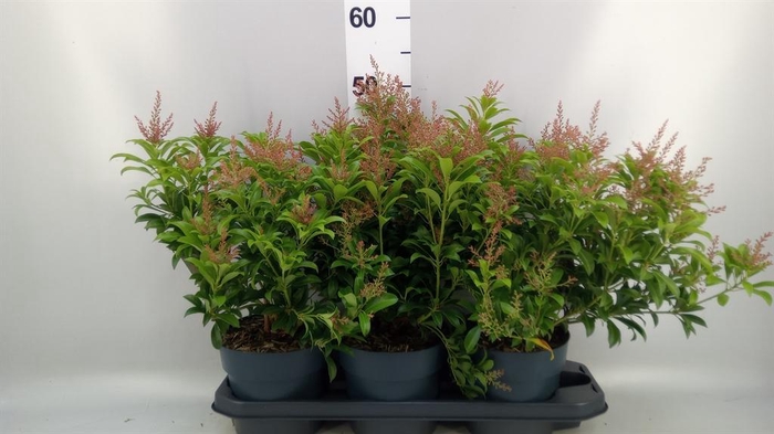 <h4>Pieris japonica</h4>