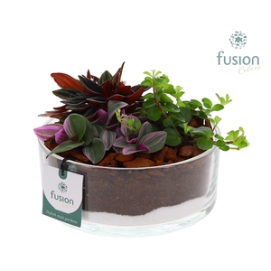 Glazen cilinderschaal met Groene planten