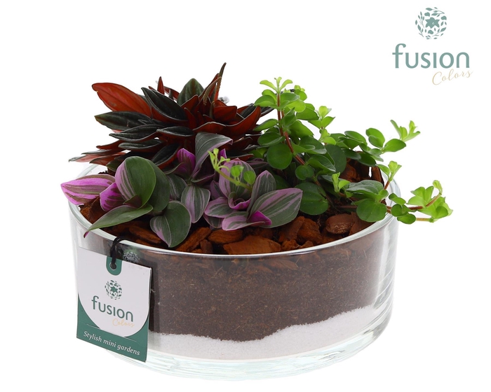 <h4>Glazen cilinderschaal met Groene planten</h4>