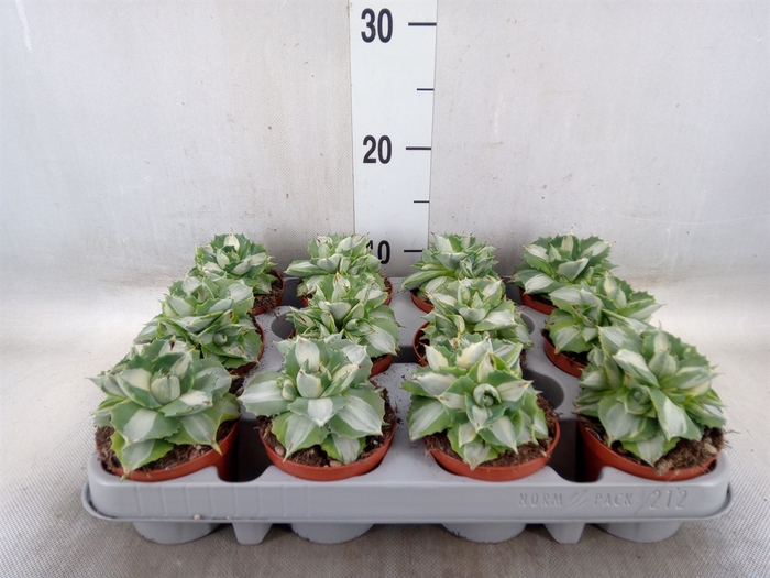 <h4>Agave   ...</h4>