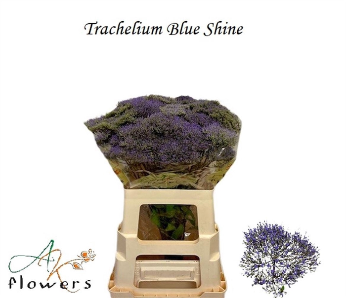 <h4>TRACH BLUE SHINE</h4>