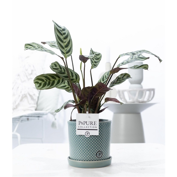<h4>Ctenanthe Burle Marxii in P&PURE Lauren ceramics green</h4>