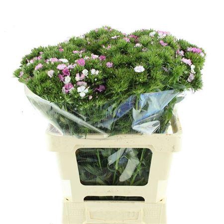 <h4>Di Barb Neon Am Rose</h4>