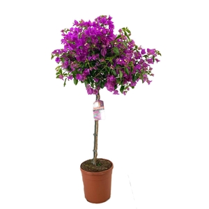 Bougainvillea glabra 'Sanderiana'