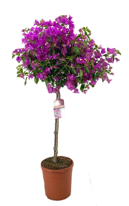 <h4>Bougainvillea glabra 'Sanderiana'</h4>