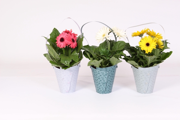 <h4>Gerbera belicht 2+bl in draagtas 3 ass.</h4>