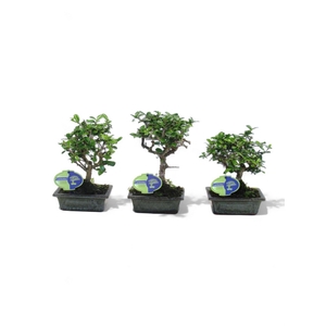 Carmona macrophylla, 15cm., broom, without drip tray