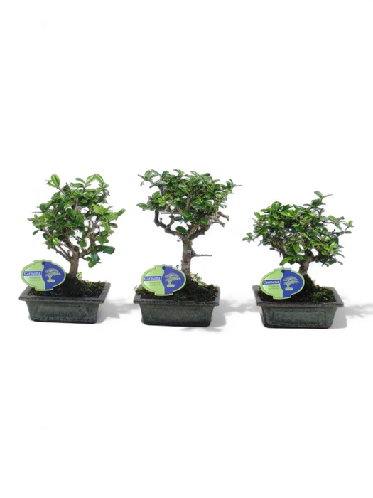 <h4>Carmona macrophylla, 15cm., broom, without drip tray</h4>