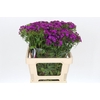 Dianthus Br Amazon Neon Purple