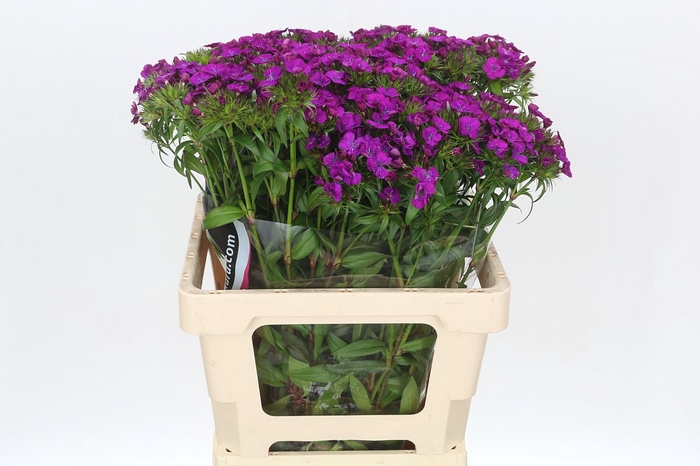 <h4>Dianthus Br Amazon Neon Purple</h4>