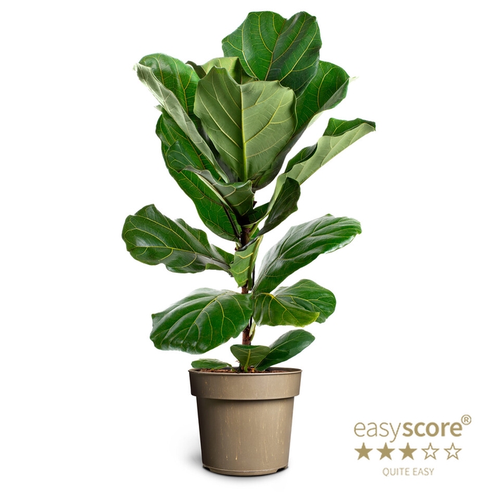 <h4>FICUS LYRATA P17</h4>