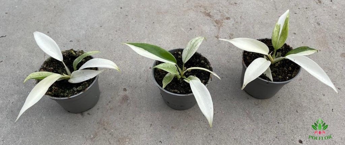 Philodendron Florida Ghost  6Ø 15cm