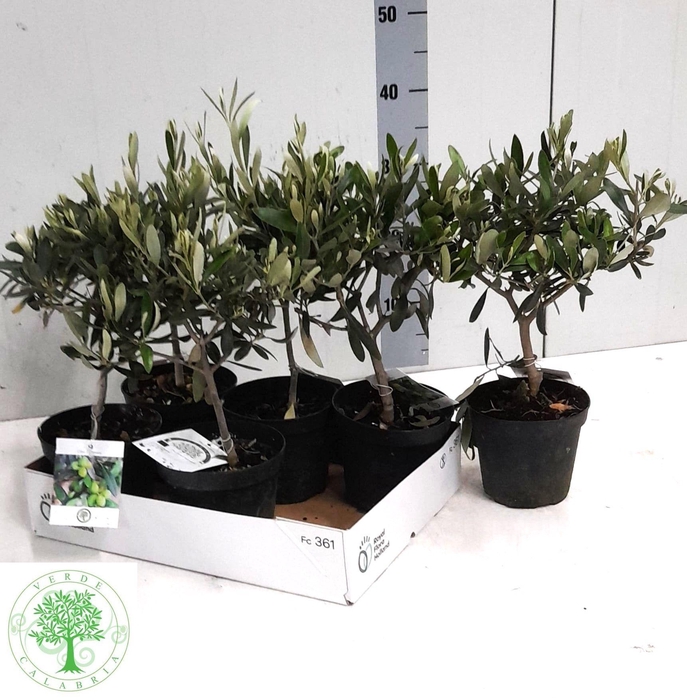 <h4>OLEA EUROPAEA</h4>