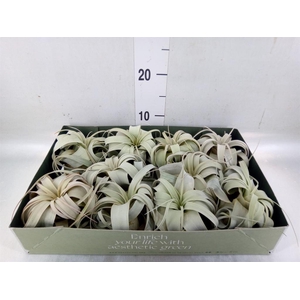 Tillandsia xerographica