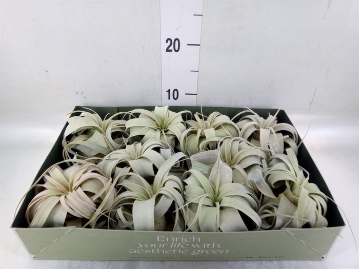 <h4>Tillandsia xerographica</h4>