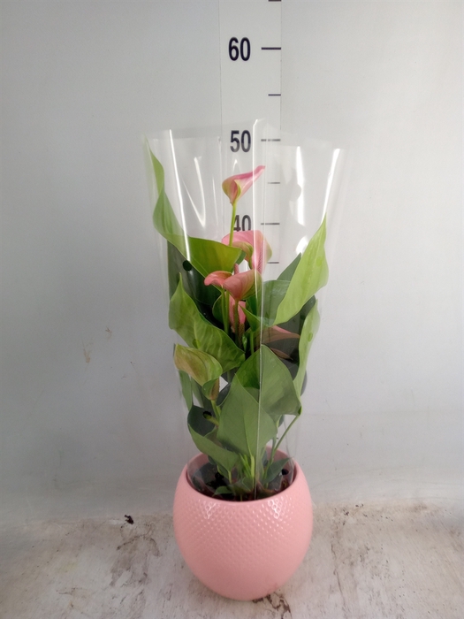 <h4>Anthurium   ...mix</h4>