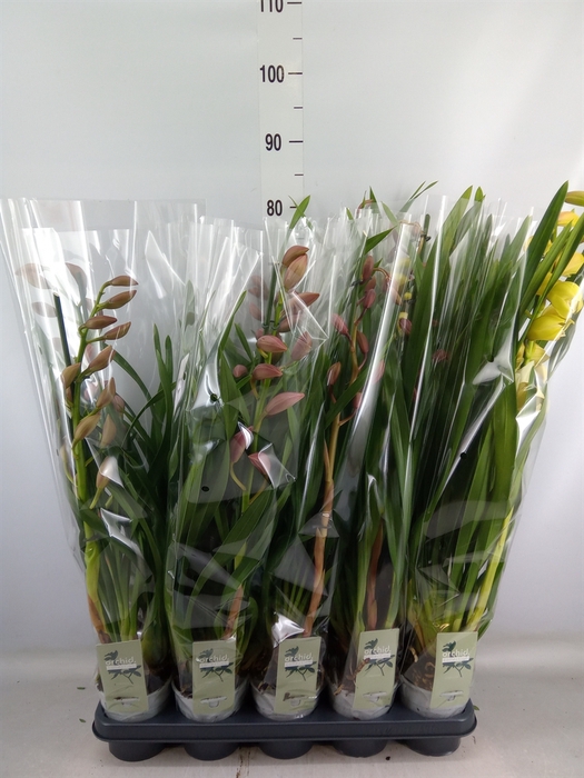 <h4>Cymbidium   ...mix</h4>