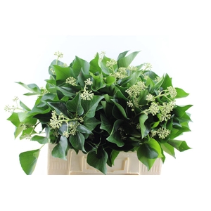 Hedera Extra Per Pak