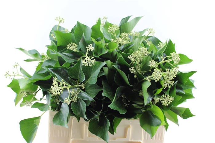 <h4>Hedera Extra Per Pak</h4>
