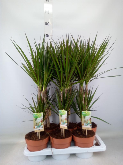 <h4>Dracaena marg.</h4>