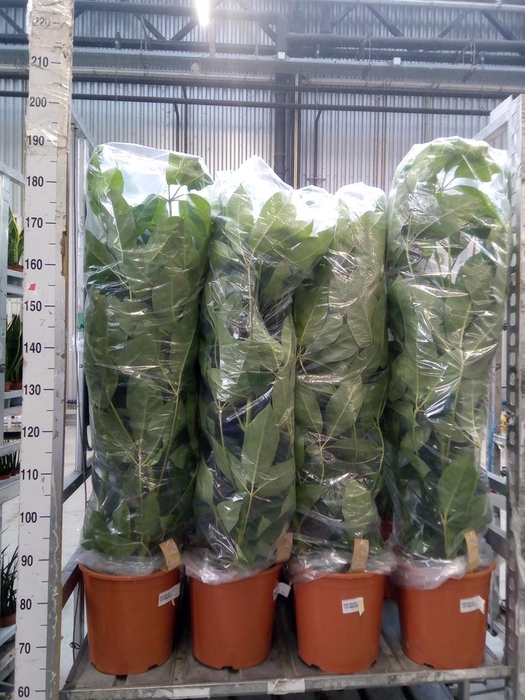 <h4>Schefflera actin. 'Amate'</h4>