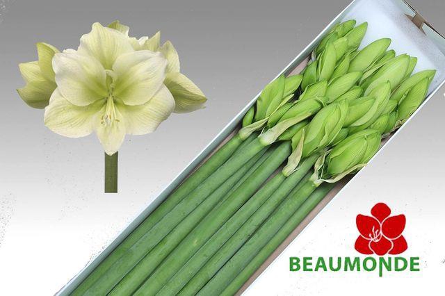 <h4>HIPP GA CHALLENGER</h4>