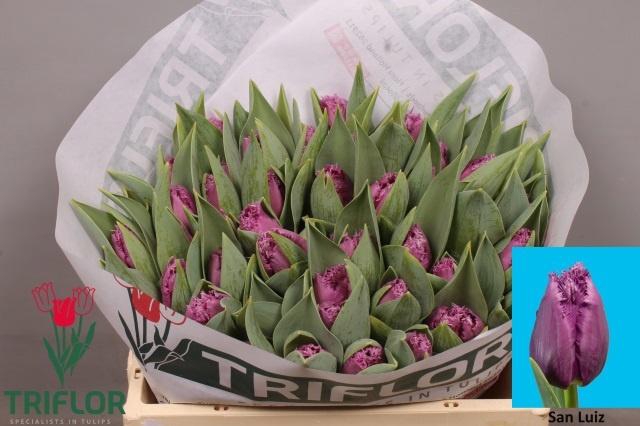 <h4>TU FR SAN LUIZ</h4>