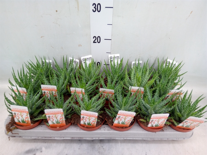 <h4>Aloe humilis</h4>