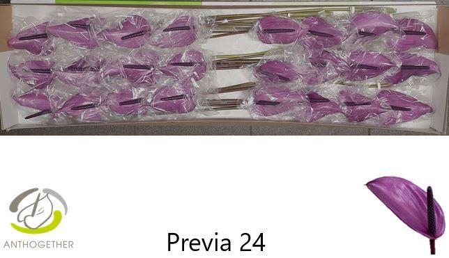 <h4>ANTH A PREVIA 24 Smart P</h4>