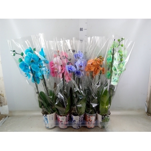 Phalaenopsis   ...