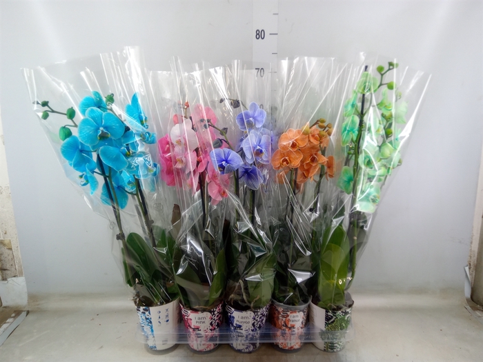 <h4>Phalaenopsis   ...</h4>