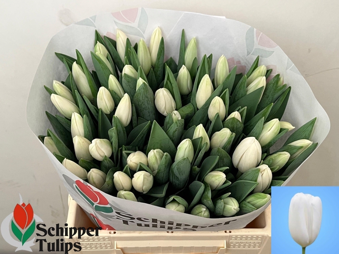 <h4>TU EN SNOWBOARD</h4>