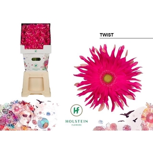 Gerbera Pasta Twist Diamond per kaart