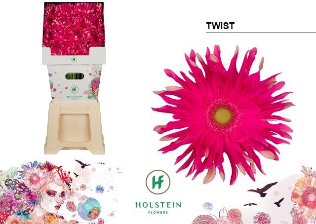 <h4>Gerbera Pasta Twist Diamond per kaart</h4>