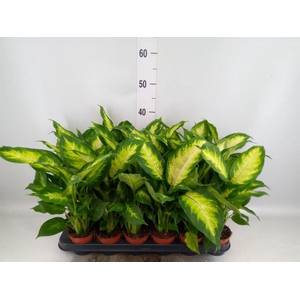 DIEFFENBACHIA  CAMILLA  *