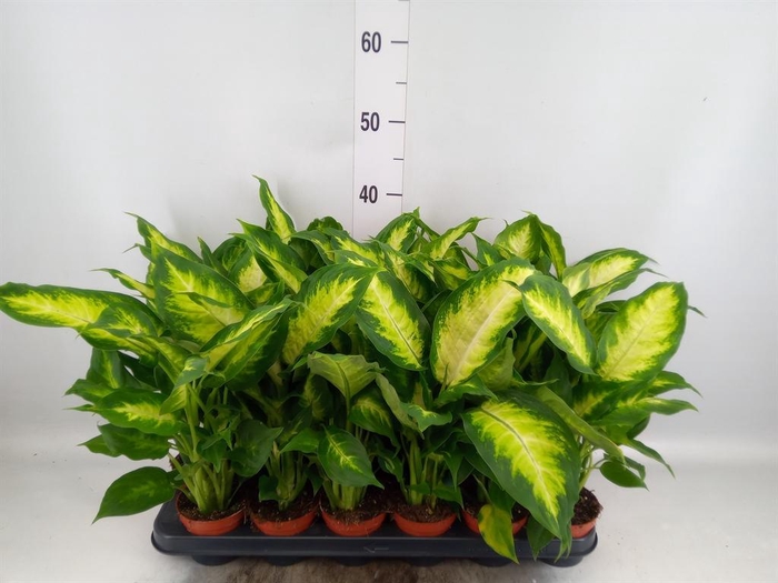 <h4>DIEFFENBACHIA  CAMILLA  *</h4>