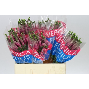 Veronica Artist Pink X 25
